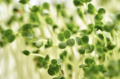 Broccoli sprout